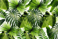 Фотообои листовые Vimala Тропическая растительность (270x400) - 