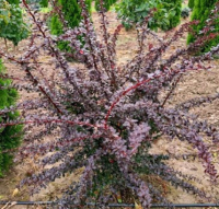 

Саженец кустарника Красный клен, Барбарис тунберга Atropurpurea