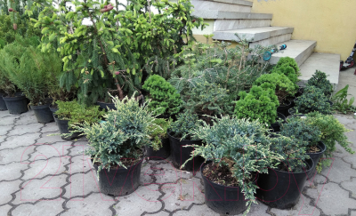 Изображение товара Горшок для рассады GreenTerra d29см / h23см (10л, литой)