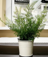 

Искусственное растение ForGarden, Папоротник лесной 419142 / BF00940