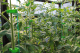 Миниатюра изображения товара Набор для подвязки растений Gardenplast 50114 (100шт)