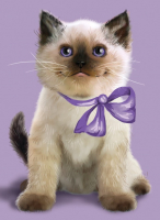 

Набор алмазной вышивки РЫЖИЙ КОТ, Котенок с бантиком на шее / AC1049