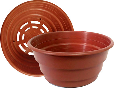 

Горшок для рассады, Для рассады хризантем