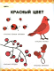 Миниатюра изображения товара Развивающая книга Харвест Цвета