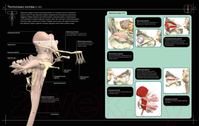Книга Махаон Анатомия человека 360°. Иллюстрированный атлас (Роубак Д.)