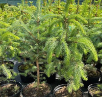 

Саженец дерева, Ель колючая Glauca