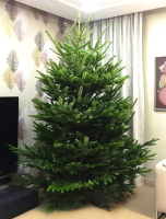 

Ель живая HD Nordic Trees, Nordmann Датская Премиум
