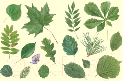 Изображение товара Энциклопедия Белая ворона Софи в мире деревьев (Каста С.)