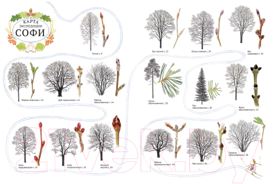 Изображение товара Энциклопедия Белая ворона Софи в мире деревьев (Каста С.)
