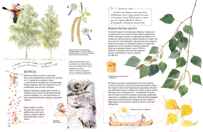 Изображение товара Энциклопедия Белая ворона Софи в мире деревьев (Каста С.)
