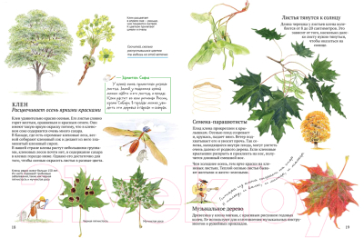 Изображение товара Энциклопедия Белая ворона Софи в мире деревьев (Каста С.)