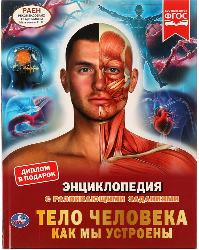 Энциклопедия Умка Тело человека. Как мы устроены (Рыклин М.А.)