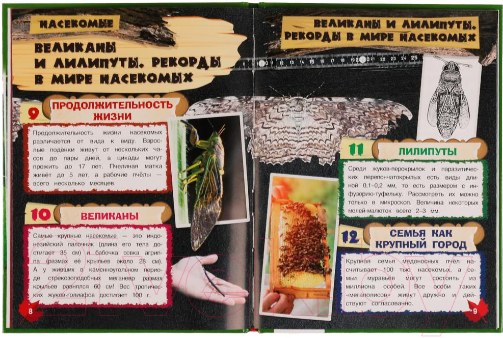 Энциклопедия Умка 100 фактов. Насекомые (Павлинов И.) — фото 3