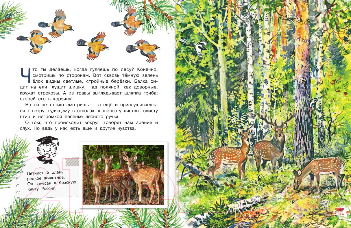 Художественная книга АСТ Для чего коту усы? (Танасийчук В.Н.) — фото 4
