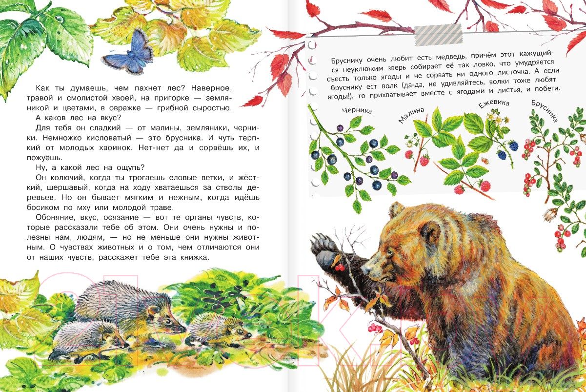 Художественная книга АСТ Для чего коту усы? (Танасийчук В.Н.) — фото 5