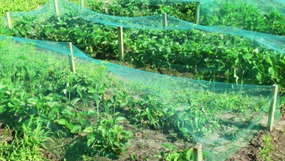 Защитная сетка для растений GreenTerra Для защиты от птиц (2x10м)