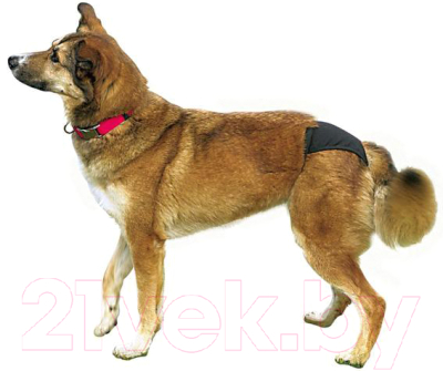 Гигиенические трусики для животных Trixie 23494 (L, черный) - Фото использования подгузника на собаке