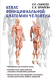 Книга АСТ Атлас функциональной анатомии человека (Самусев Р., Зубарева Е.) - 