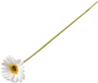 Искусственный цветок ForGarden Гербера / BN10608 (белый) - 