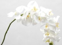 Искусственный цветок ForGarden Орхидея / BN10618 (белый) - 