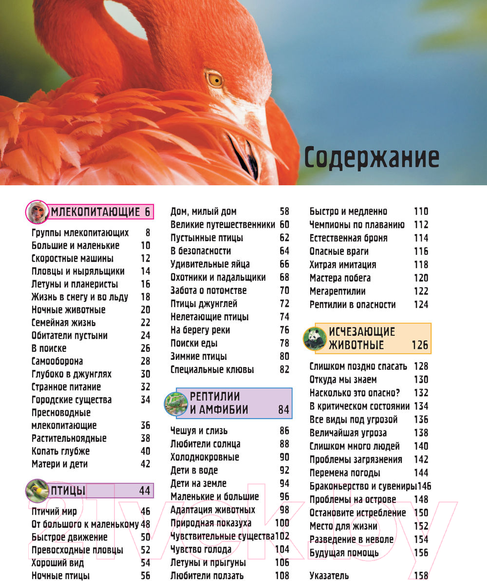 Энциклопедия АСТ Животные (Джонсон Д., Кей Э.) — фото 4