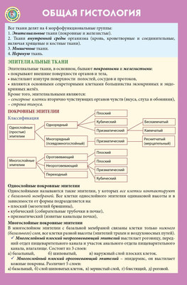 

Наглядное пособие, Общая гистология