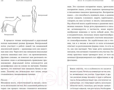 Книга КоЛибри Мозг в стадии разработки (Годдард М.)