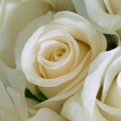 Фотообои листовые Citydecor Бутоны роз (400x254)