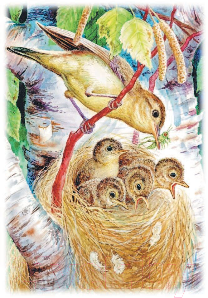 Художественная книга АСТ Рассказы о животных (Бианки В.В.) — фото 2