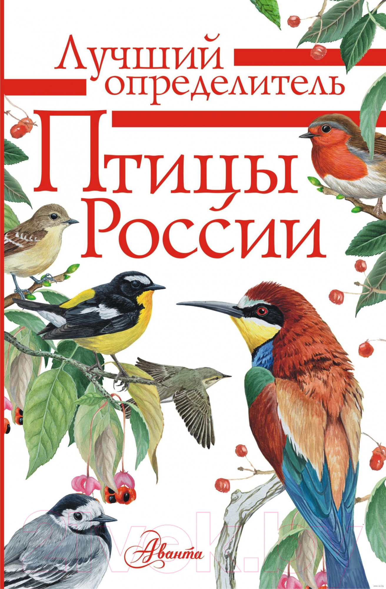 Нехудожественная книга АСТ Птицы России. Лучший определитель (Мосалов А.А.)