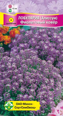 Семена цветов МинскСортСемОвощ Лобулярия морская. Фиолетовый ковер (0.2г)