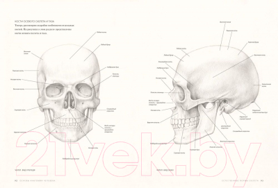Книга КоЛибри Основы анатомии человека. Наглядное руководство для художников (Ости Р.)