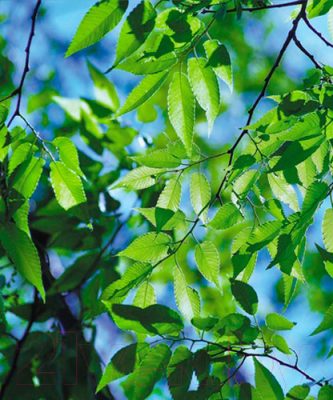 Фотообои листовые Белобои FL-0129 (250x208)