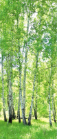 Фотообои листовые Белобои S-0104-N (250x104) - 