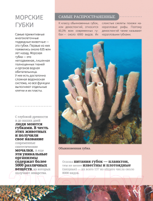 Энциклопедия АСТ Все о подводном мире