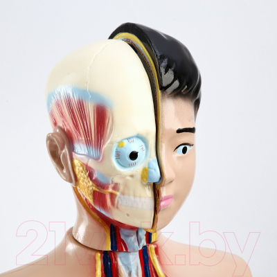 Анатомическая модель Sima-Land Торс человека / 9370290