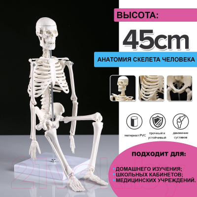 Анатомическая модель Sima-Land Скелет человека 45см / 4623262