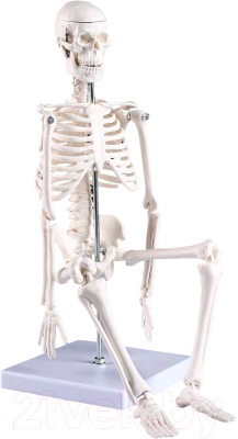 Анатомическая модель Sima-Land Скелет человека 45см / 4623262