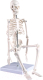 Анатомическая модель Sima-Land Скелет человека 45см / 4623262 - 