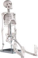 Анатомическая модель Sima-Land Скелет человека 85см / 5076754 - 