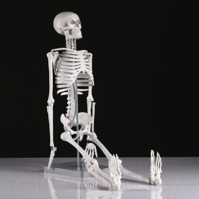 Анатомическая модель Sima-Land Скелет человека 85см / 5076754