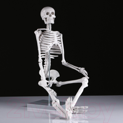 Анатомическая модель Sima-Land Скелет человека 85см / 5076754