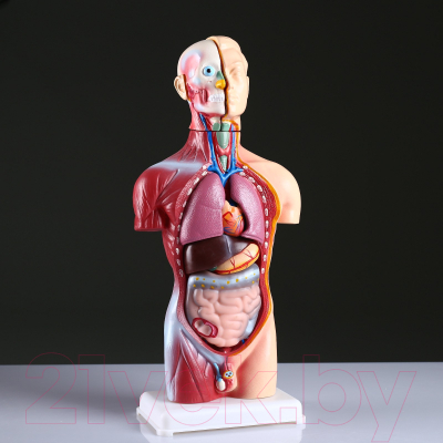 Анатомическая модель Sima-Land Торс человека 42см / 4623263