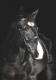 Картина на стекле Stamprint Лошадь AN006 (100x70) - 
