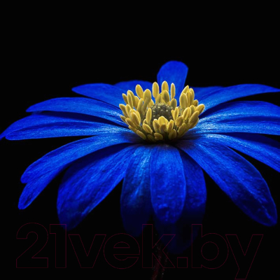 Картина на стекле Stamprint Синяя ромашка AR018 (50x50)