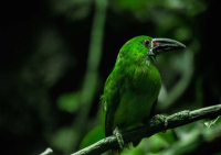 Картина на стекле Stamprint Тропическая птица AN009 (70x100) - 