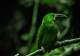 Картина на стекле Stamprint Тропическая птица AN009 (70x100) - 