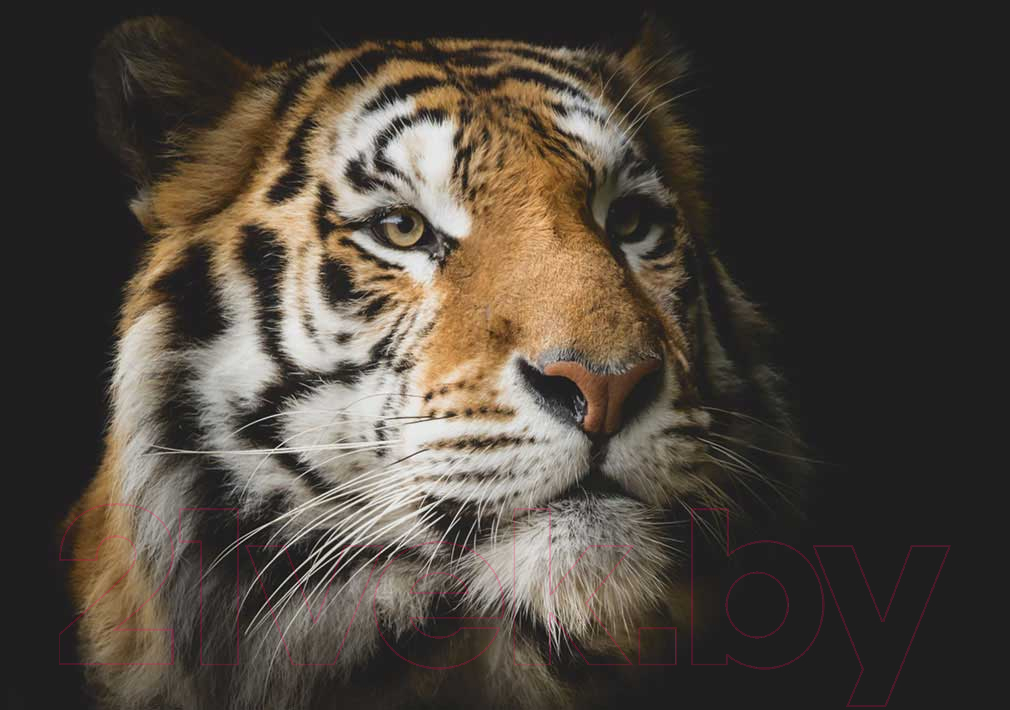 Картина на стекле Stamprint Солнечный тигр AN010