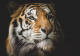 Картина на стекле Stamprint Солнечный тигр AN010 (70x100) - 