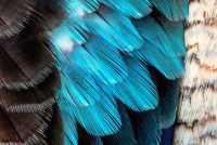 Картина на стекле Stamprint Небесные перья AR017 (80x120) - 
